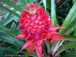 Red Pineapple Lily (Ananas comosus)