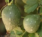 Bitter Gourd (Momordica cardiospermoides)