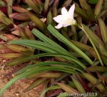 Storm Lily (Zephyranthes grandiflora)