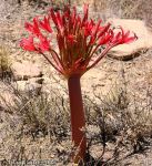 Red Candelabra Flower (Brunsvigia grandiflora)