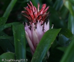 Bromeliad – Aechmea Sp