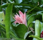 Bromeliad – Aechmea Sp