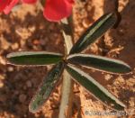 Black-budded Indigo (Indigofera hedyantha)
