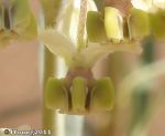 Milkweed (Asclepias fruticosa)