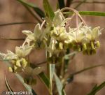 Milkweed (Asclepias fruticosa)