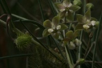 (Gomphocarpus tomentosus)