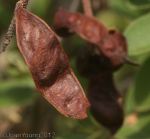 Common Bush Cherry (Maerua cafra)