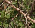 Common Bush Cherry (Maerua cafra)
