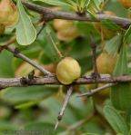 Bell Spike Thorn (Gymnosporia tenuispina)