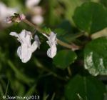 Thicket Spurflower (Plectranthus madagascariensis)
