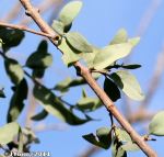 Mistletoe (Tapinanthus oleifolius)