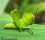 Green Tree Locust (Abisares viridpennis)