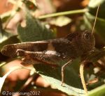 Short-horned Grasshopper (Gastrimargus acutangulus)
