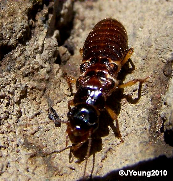 Hodotermitidae Harvester Termite Hodotermitidae