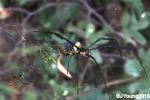 Black-legged Golden Orb Spider (Nephila fenestrata)