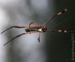 Banded-legged Orb Web Spider (Nepilidae Senegalensis)
