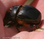 Three-horned Dung Beetle (Catharsius tricornatus)