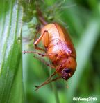 Chafer – Scarabaeidae