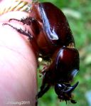 Rhinocerous Beetle (Oryctes boas)