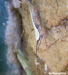 Sibyllid Mantis (Sibylla pretiosa)