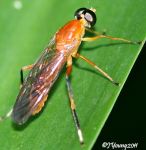 Soldier Fly (Ptecticus elongatus)