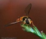 Hover Fly (Asarkina africana)