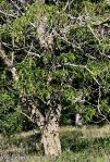 Quinine Tree (Rauvolfia caffra)