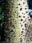 Kapok Tree (Ceiba pentandra)