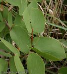 Mopane (Colophospermum mopane)