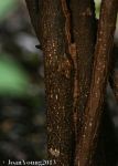 Needle-leaved Bush-cherry (Maerua rosmarinoides)
