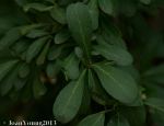 Tropical Spike-thorn (Gymnosporia maranguensis)