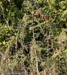 False Forest Spikethorn (Putterlickia verrucosa)