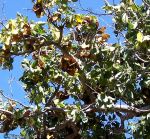 Large-fruited Bushwillow (Combretum zeyheri)