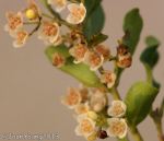 Common Guarri (Euclea undulata)
