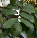 Natal Mahogany (Trichilia emetica)