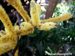 Monkey Thorn (Acacia galpinii)