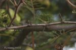 Sickle Bush (Dichrostachys cinerea)