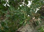 Common Wild Fig (Ficus burkei)
