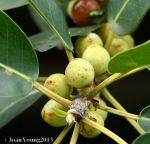Common Wild Fig (Ficus burkei)
