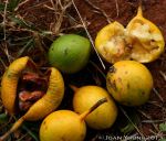 Wild Mango (Cordyla africana)