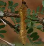Caterpillar Pod (Ormocarpum trichocarpum)